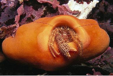 玩家发现《流放之路2》第三幕两个秘密商贩